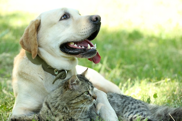 Friendly dog and cat resting over green grass background