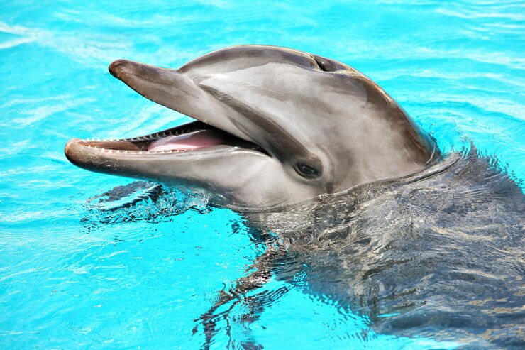 a friendly dolphin smiling over blue water background