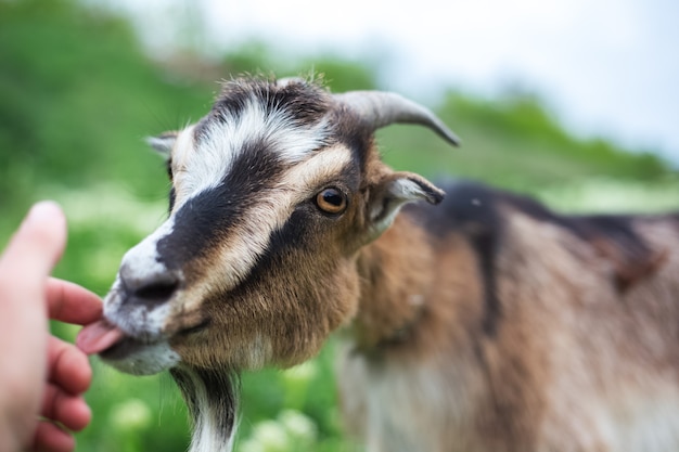 Friendly goat in green meadow.