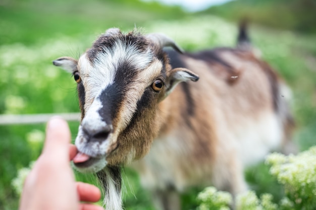 Friendly goat in green meadow.