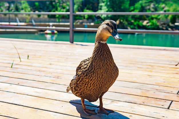 Friendly mallard duck closeup in the park