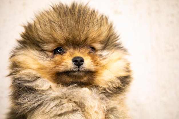 friendly small brown haired dog.