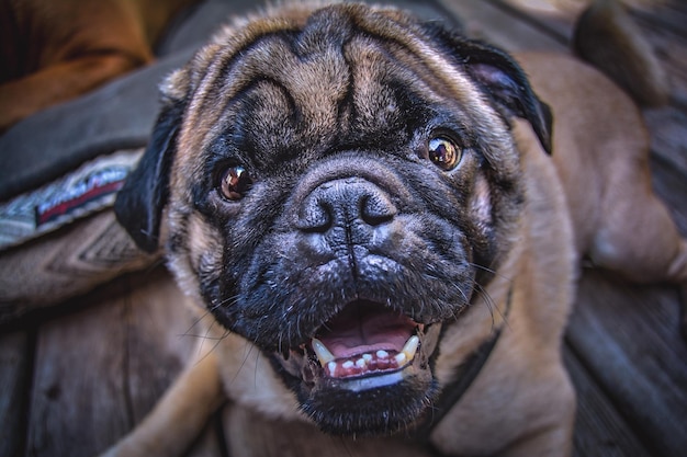 Photo friendly smiling  pug dog