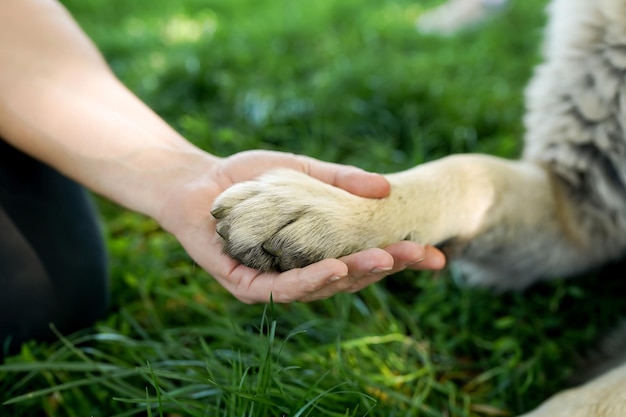 写真 人間 と 犬 の 友情 - 緑 の 草 の 背景 に 手 と 足 を 握り合う