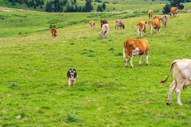 子牛とそれを守る犬の友情、自然の背景