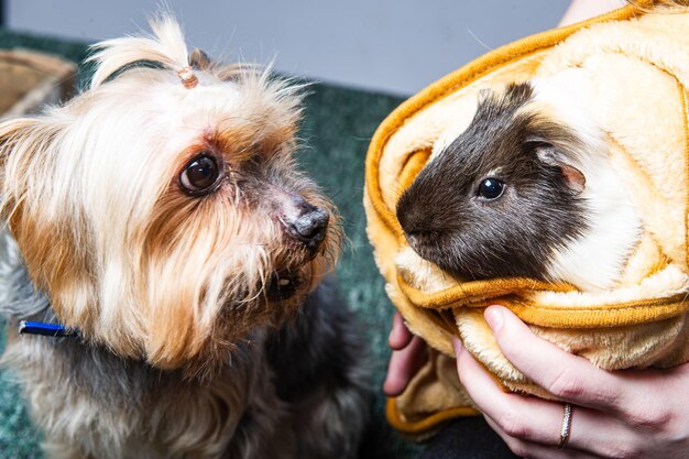 Photo friendship between dog and little guinea pig