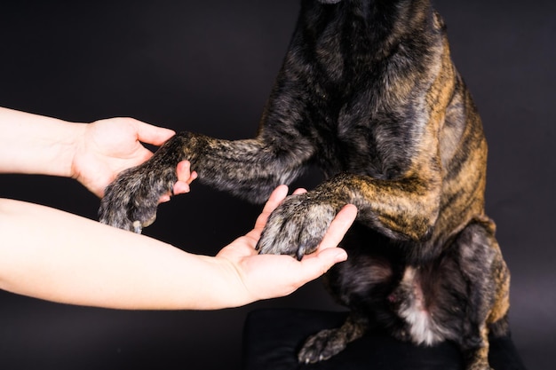 Friendship between human and dog feeding and taking paw in hand