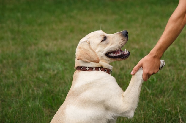 Friendship of man and dog.