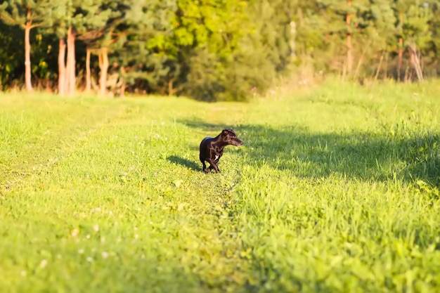 Frienfly adult dog on the green field in summer day