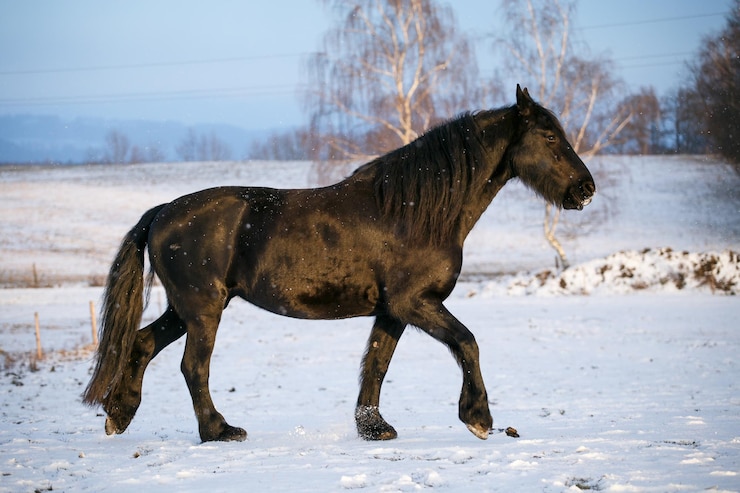 Foto fries paard in de winter