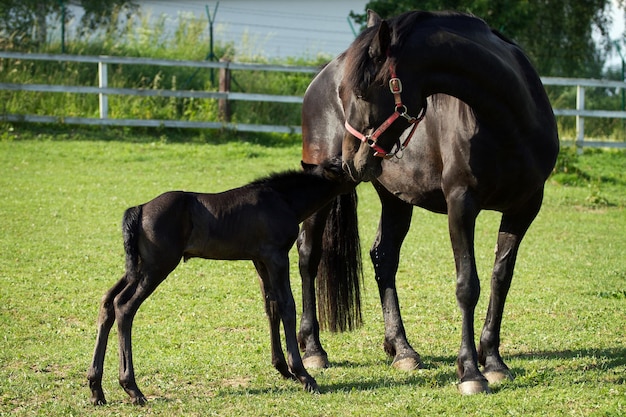 Friese paardenmerrie met veulen