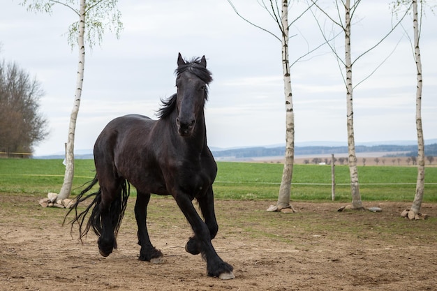 Friesian horse running