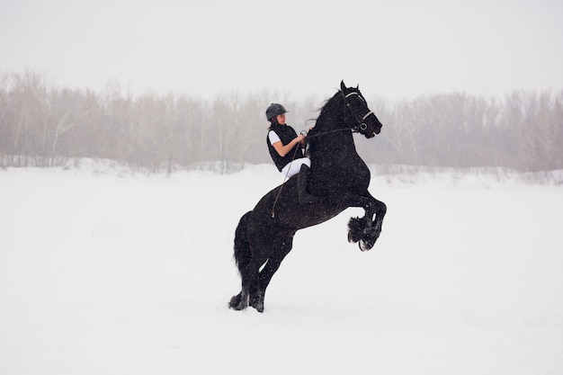 Friesian stallion running in winter field.