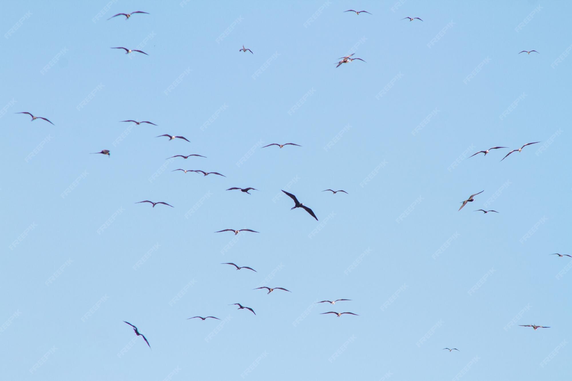 premium-photo-frigate-bird-in-the-blue-sky-of-ipanema-beach-in-rio-de
