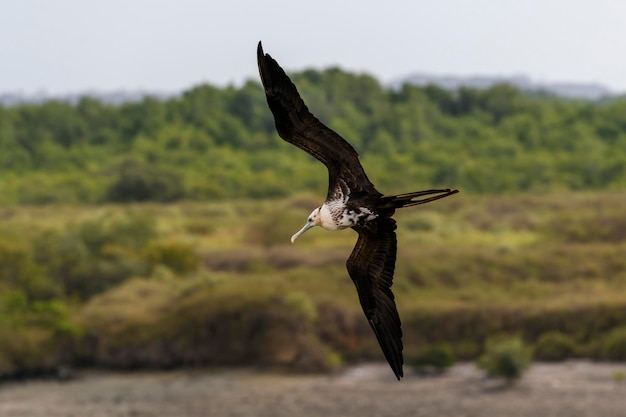 Frigate bird flying in blue sky large seabird