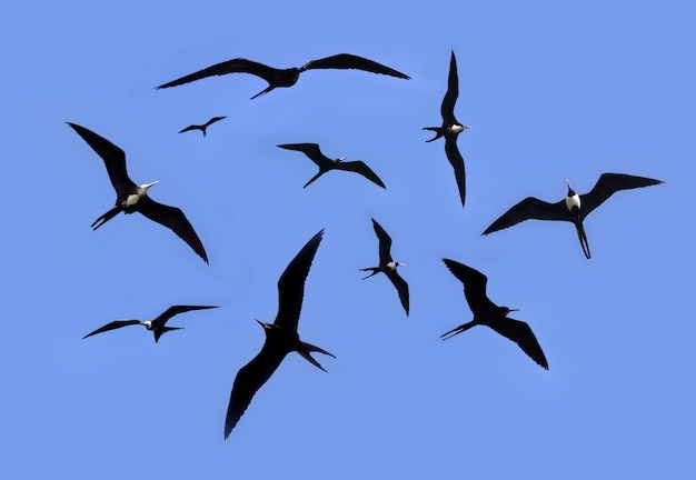 Photo frigate bird silhouette backlight breeding season