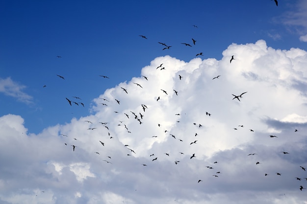 Frigate bird silhouette backlight breeding season