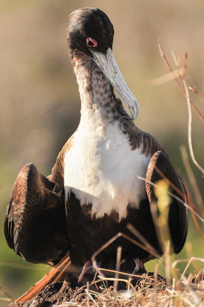 Frigate bird sitting in the cliff