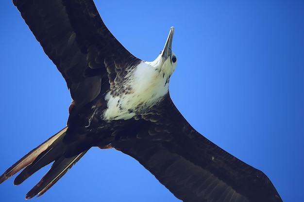 frigate in flight, seabird flies in the blue sky, freedom