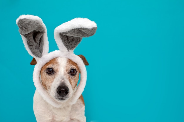 ウサギの耳を持つおびえた犬