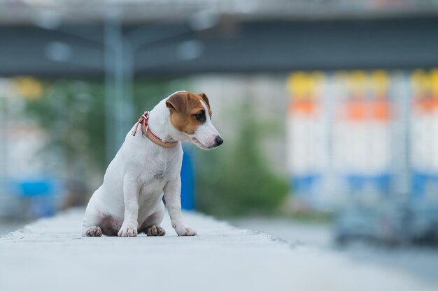 A frightened frightened puppy sits alone on a parapet A sad little dog got lost on a street in the city Funny Jack Russell Terrier lonely outdoors