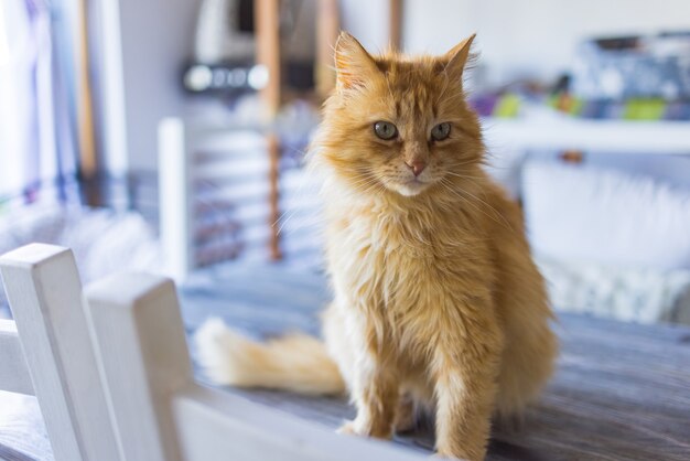 The frightened ginger cat sitting on a table in a city apartment