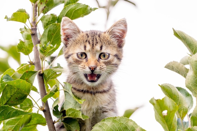 The frightened little kitten meows on a tree among the green leaves