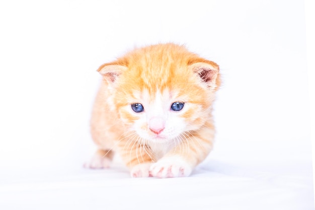 Frightened red kitten on a white background