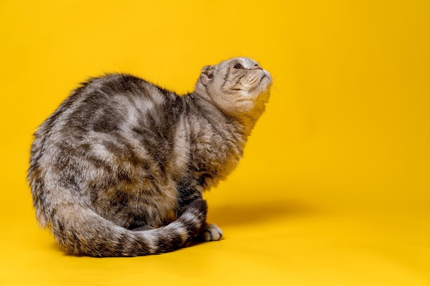 Frightened Scottish Fold cat looks up