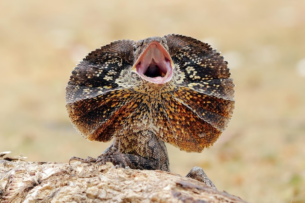 Frilled dragon closeup head on wood Frilled dragon closeup