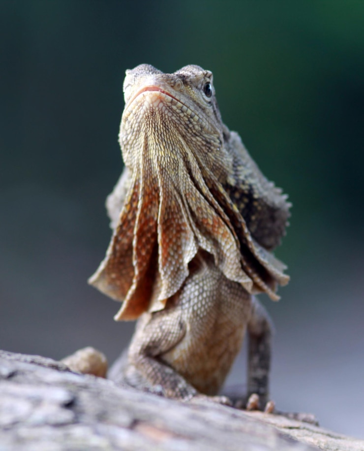Photo インドネシア の バタム で 脅かさ れ た とき,フリルド ドラゴン や フリルド  lizard は 冠 を 出し まし た