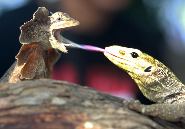 Foto un drago a frangia o la lucertola a frangia emetteva la sua corona quando era minacciato a batam in indonesia