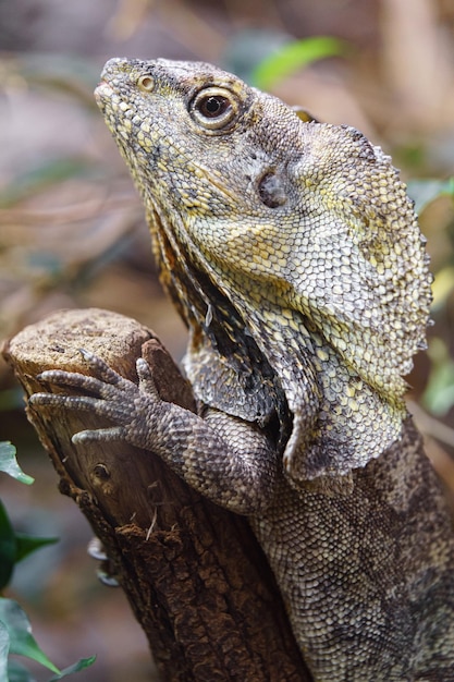 Frilled lizard