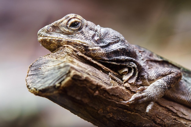 Frilled lizard