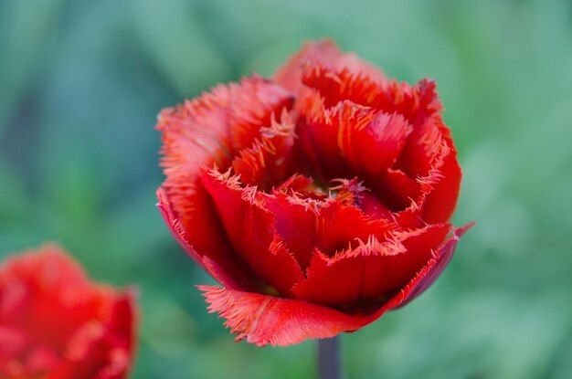 フリンジチューリップレオン開花フリンジレッドチューリップレオン赤いフリンジチューリップの花のクローズアップ春の庭の球根美しい花が育つ