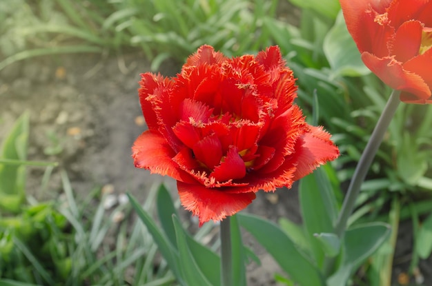 Fringed Tulips Maroon flowering Fringed red tulip Maroon Closeup of red fringed tulip flower Spring garden bulb Beautiful flower growing