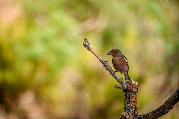 Fringilla coelebs or common finch is a species of passerine bird in the Fringillidae family