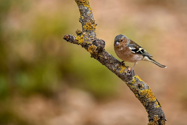 Fringilla coelebs or common finch is a species of passerine bird in the Fringillidae family