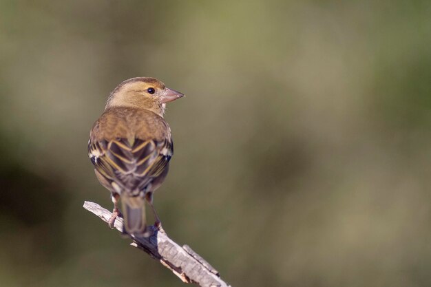 Fringilla coelebs Malaga Spanje