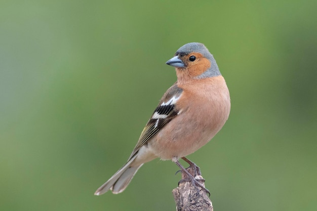 Fringilla coelebs Malaga Spanje