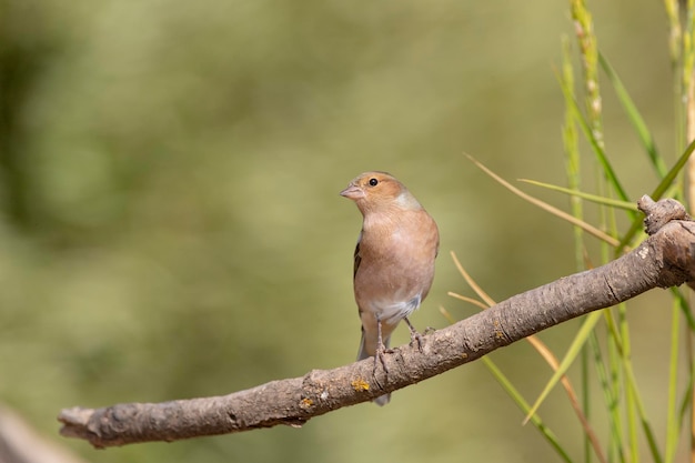 Fringilla coelebs Malaga Spanje