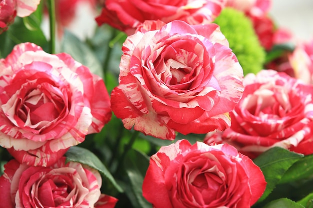 fris geel met rode rozen bloeien in de tuin