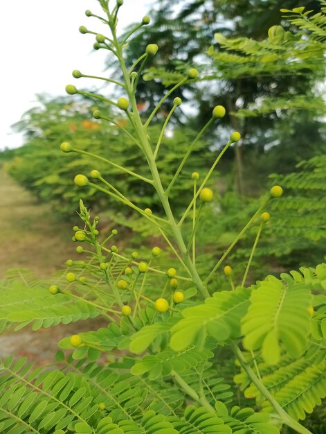 Foto fris groen blad met bloem