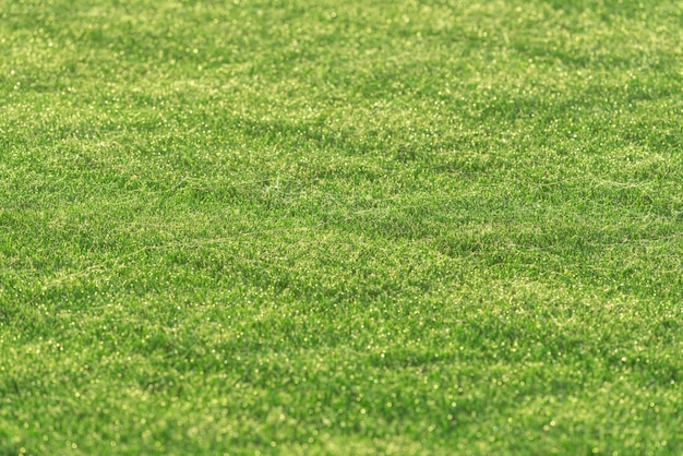 Fris groen gazongras in de ochtendzon