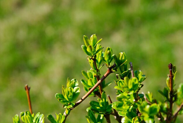 Fris groen jong lenteblad