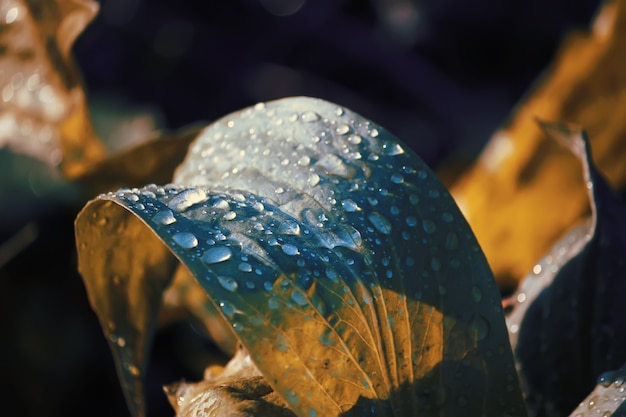 Fris groen lenteblad met dauwdruppels