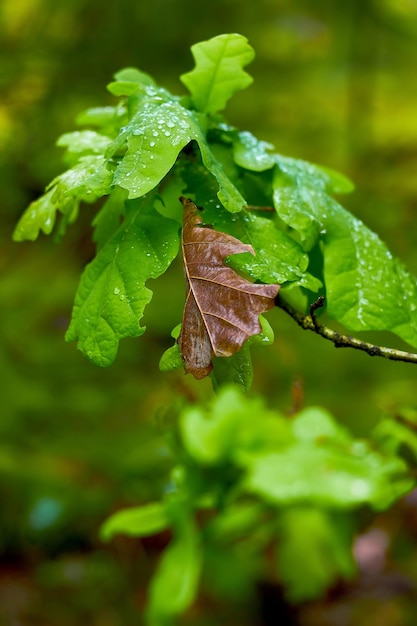 Fris jong eikenblad met regendruppels en een droge bladgroene lenteachtergrond van vorig jaar
