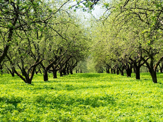 Fris lentegroen in de appelboomtuin