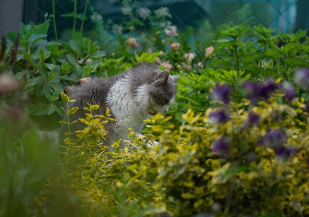 Frisheid en aangenaam aroma van zomerkruiden en bloemen Grappige nieuwsgierige kat ruikt bloemen op een heldere dag