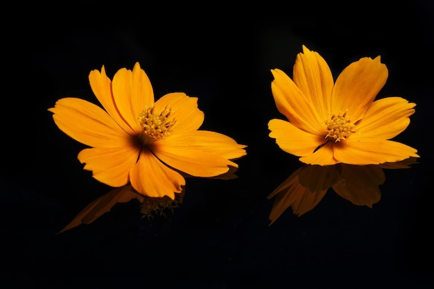 Frisse en schoonheid gele bloem op zwart